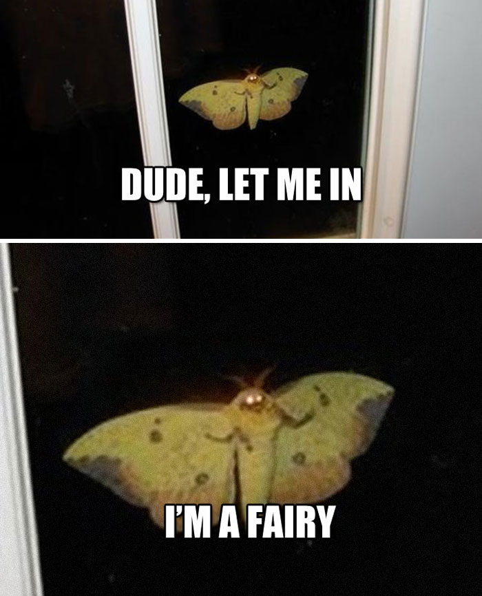 Funny-Animal-Meme-Posting