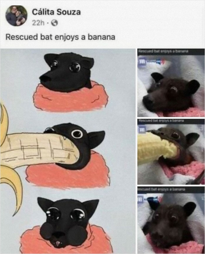 Funny-Animal-Meme-Posting