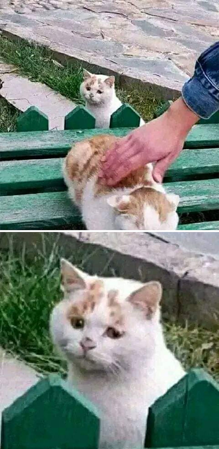 Funny-Animal-Meme-Posting