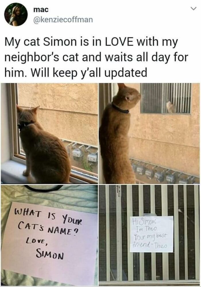 Funny-Animal-Meme-Posting