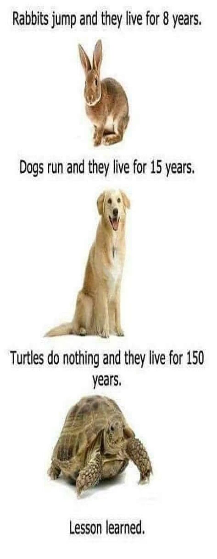 Funny-Animal-Meme-Posting