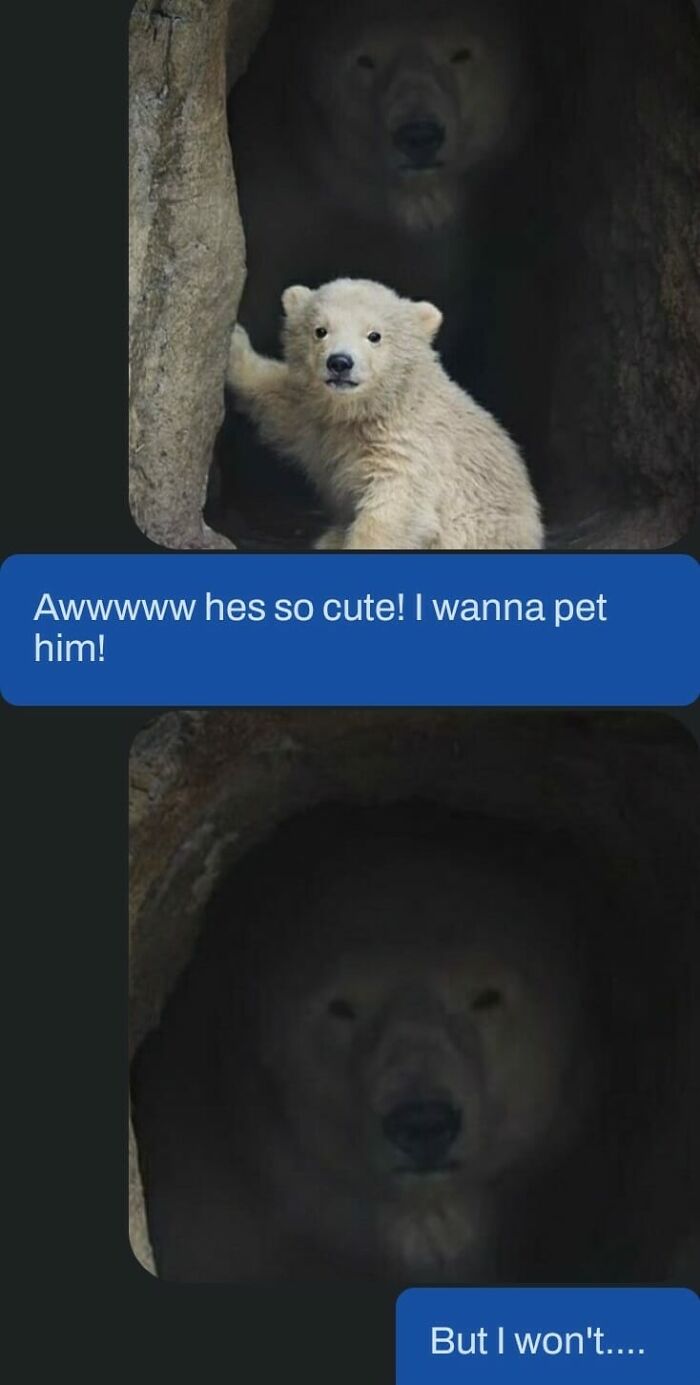 Funny-Animal-Meme-Posting