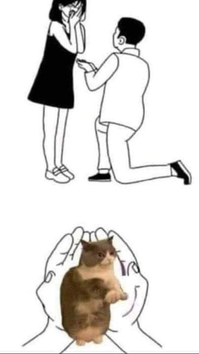 Funny-Animal-Meme-Posting