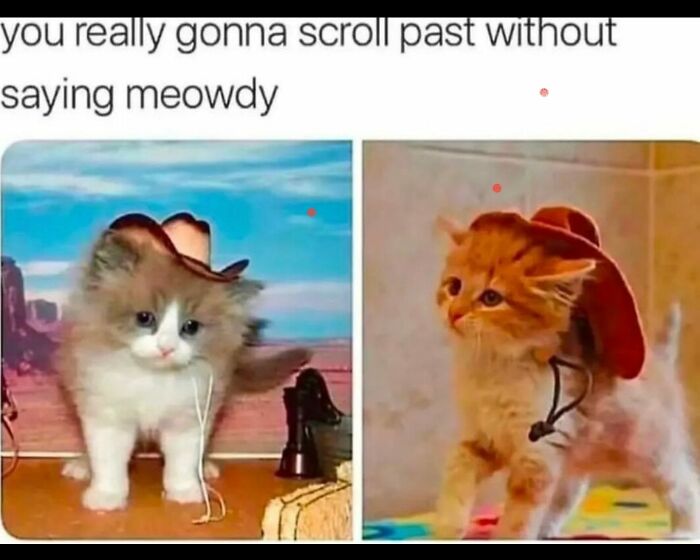 Funny-Animal-Meme-Posting