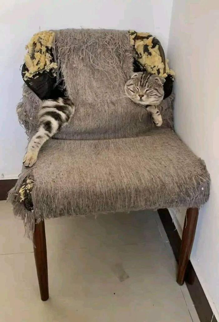 Funny-Animal-Meme-Posting