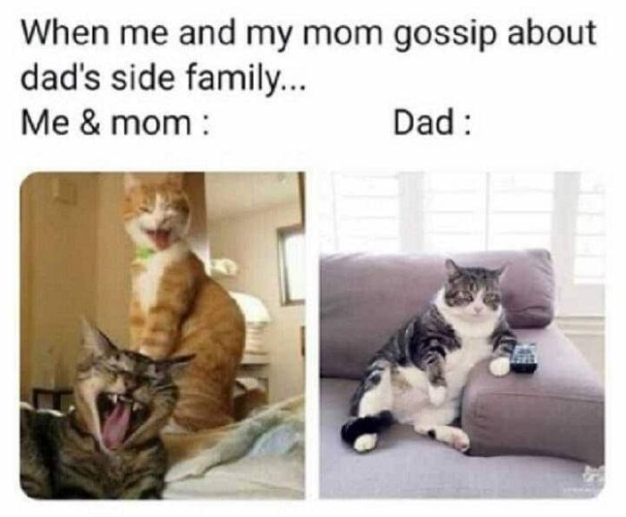 Funny-Animal-Meme-Posting