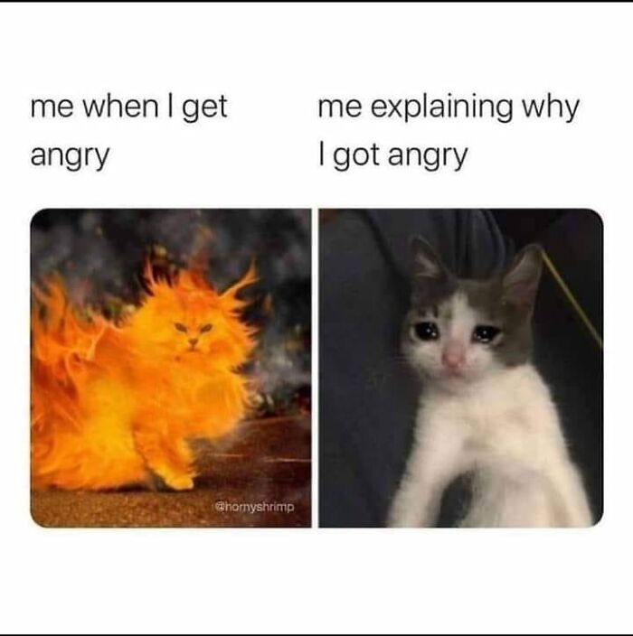 Funny-Animal-Meme-Posting