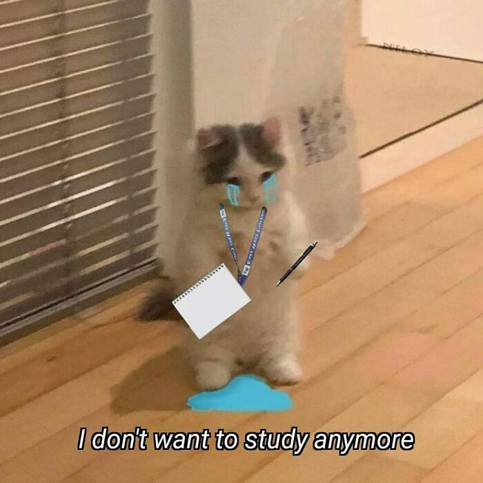 Funny-Animal-Meme-Posting