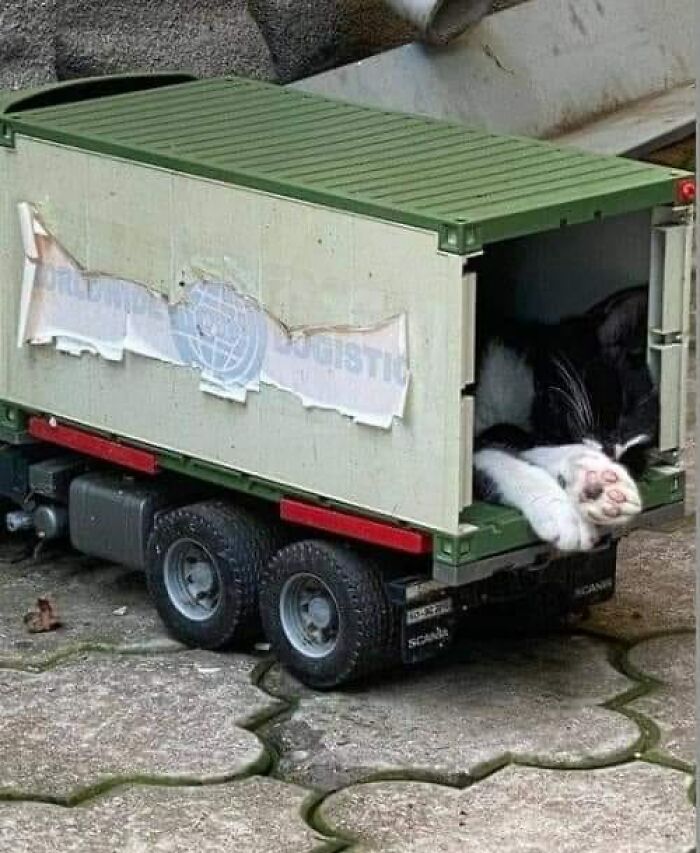 Funny-Animal-Meme-Posting