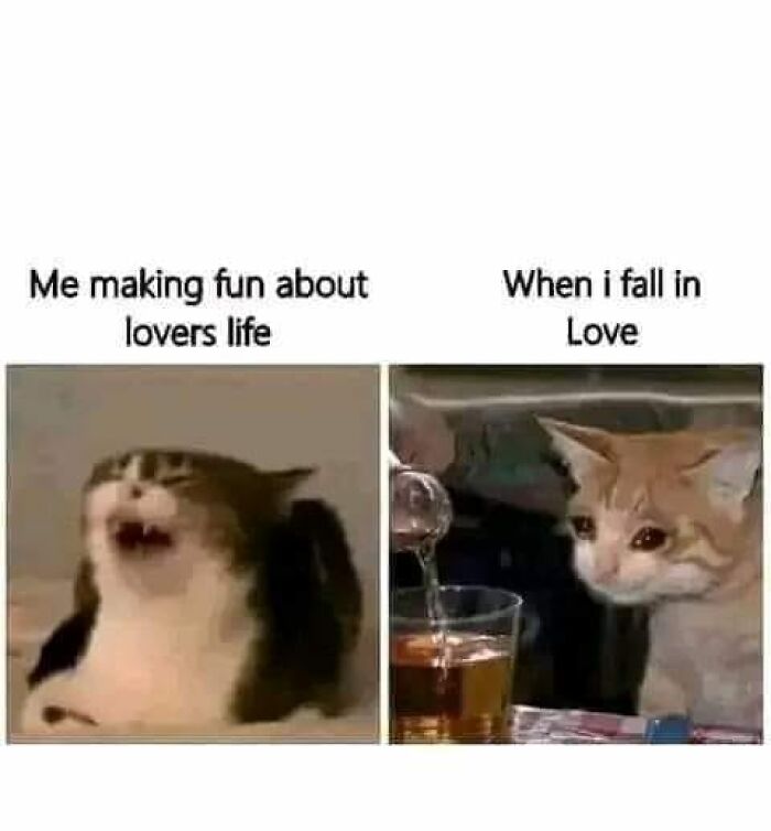 Funny-Animal-Meme-Posting