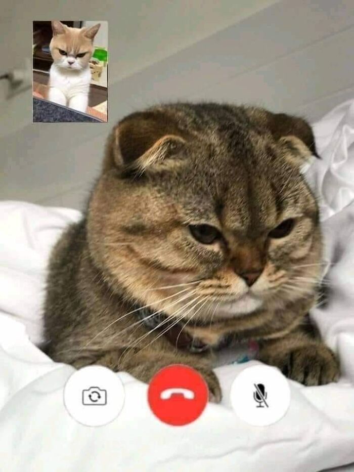 Funny-Animal-Meme-Posting