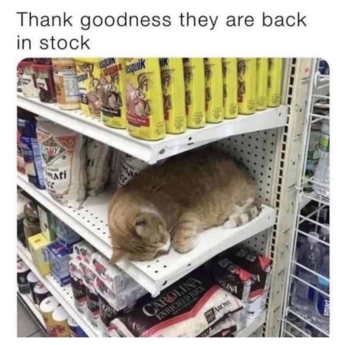 Funny-Animal-Meme-Posting