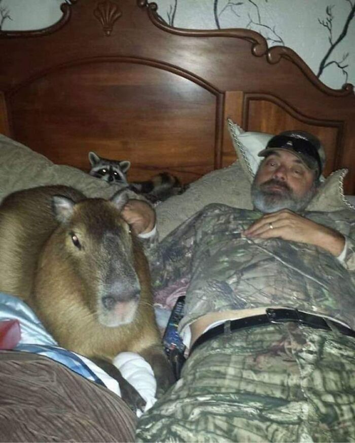 Funny-Animal-Meme-Posting