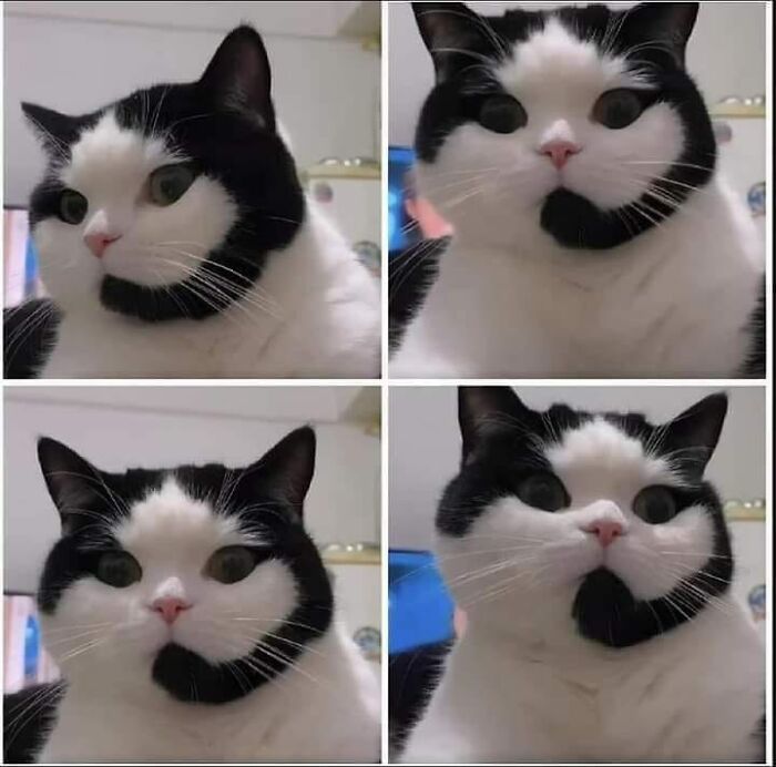 Funny-Animal-Meme-Posting