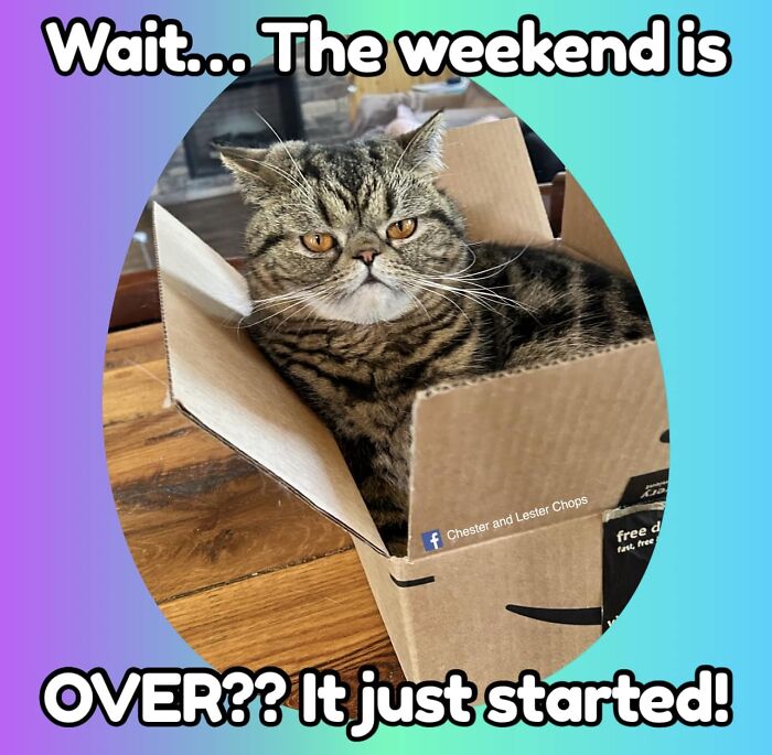 Funny-Animal-Meme-Posting