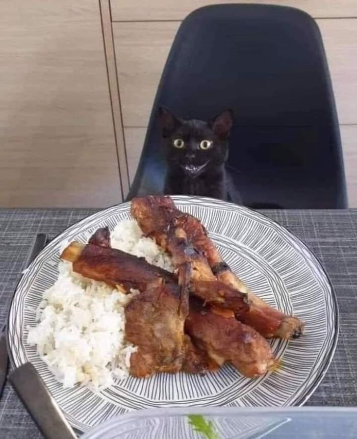 Funny-Animal-Meme-Posting