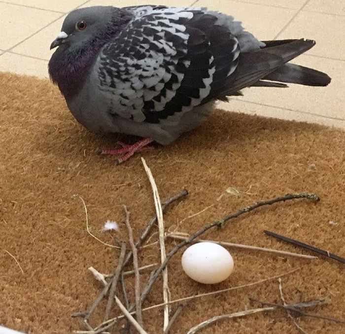 Me encantan las palomas porque cuando llega el momento de hacer un nido son como "lo que sea"