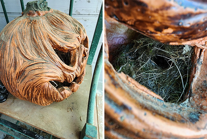 A Bird Nested In This Pumpkin Decoration I Keep On My Porch