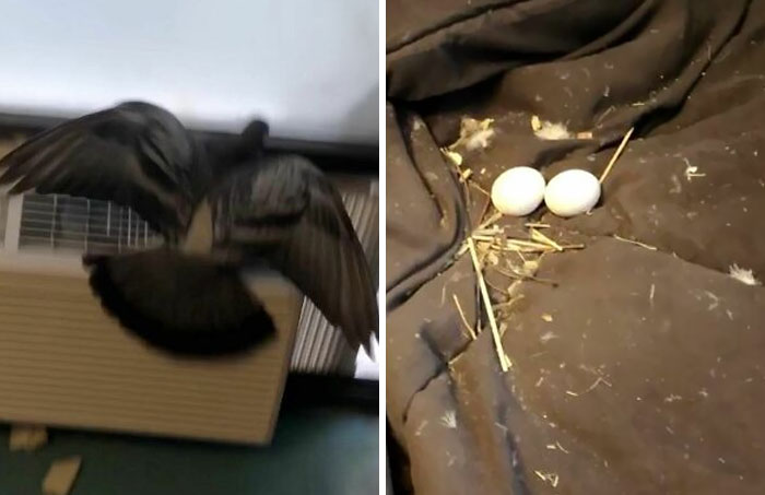 Someone's Bed Could Be A Nest