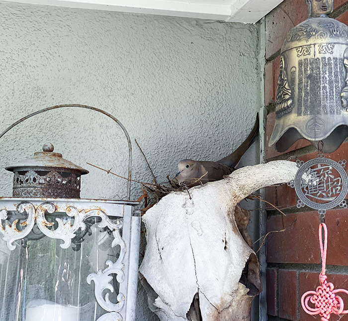 A Dove Nesting In A Cow Skull