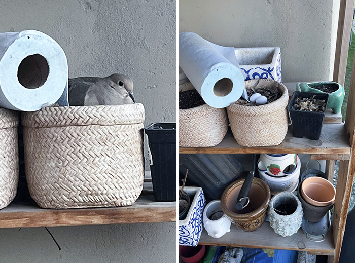 She Found A Perfect Pre-Made Nest