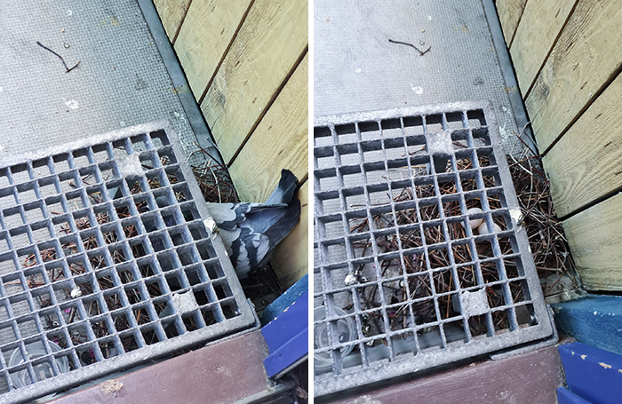 This Bird Has Been Living Rent-Free Underneath My Doorstep For Weeks Now. They Made A Nest, Laid Eggs, And Everything