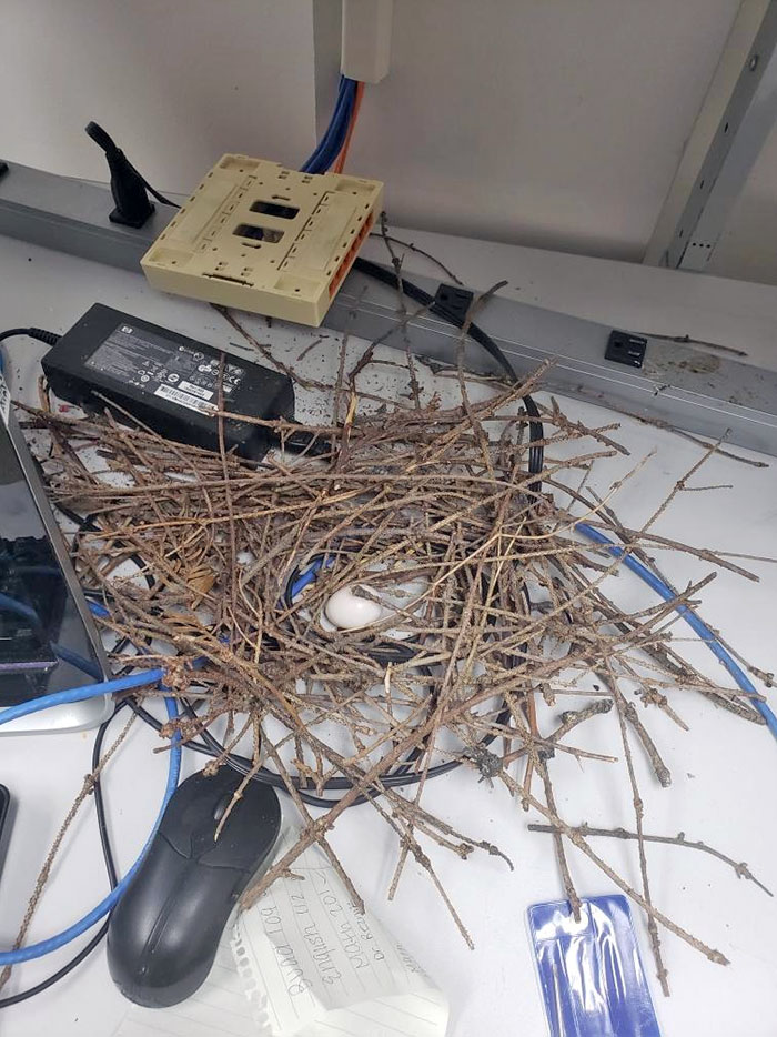 Who Left The Office Window Open During The Lockdown?