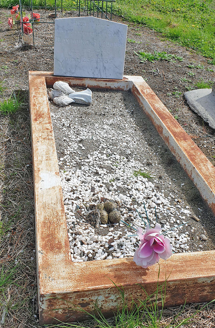 From Death Comes Life. Bird's Nest On A Grave