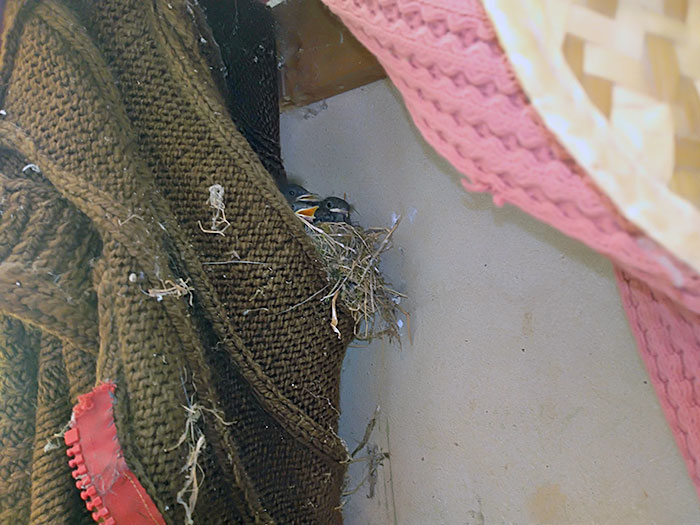 There's A Bird Nest In This Coat