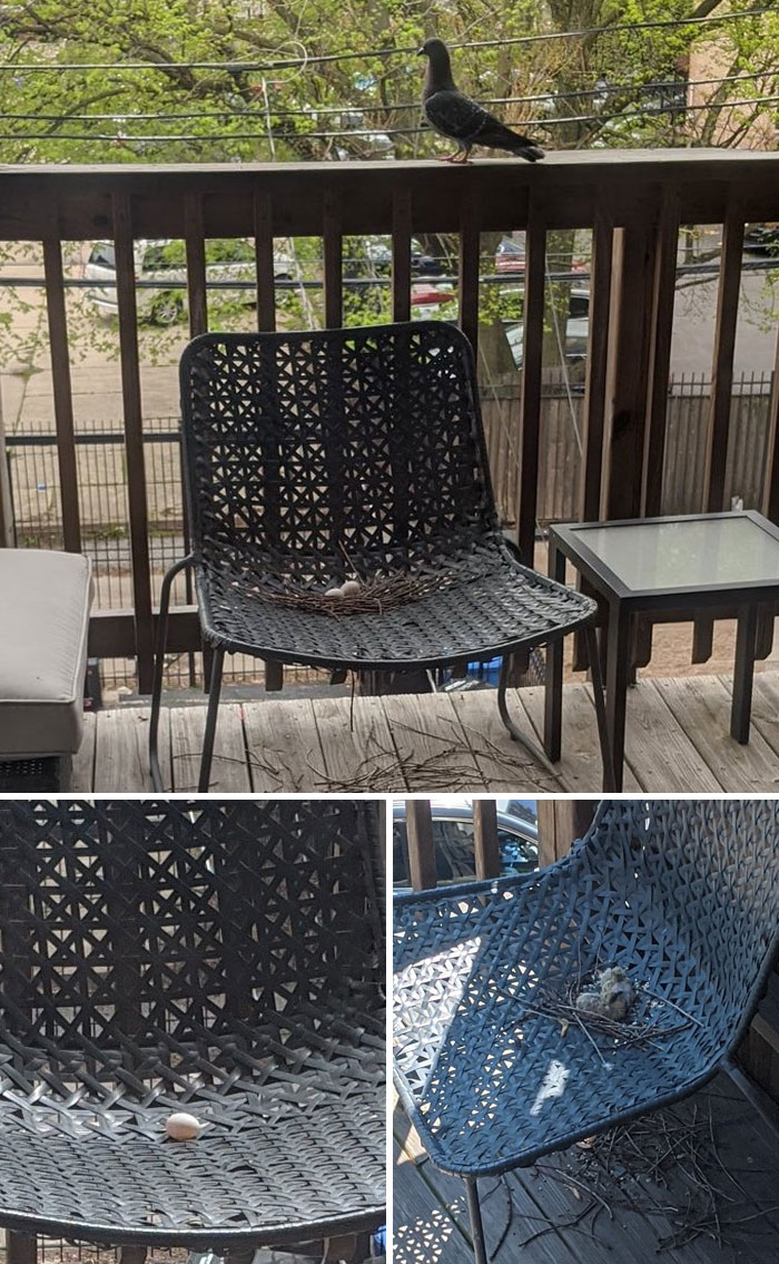 This Terrible (Wonderful) Porch Pigeon Saga