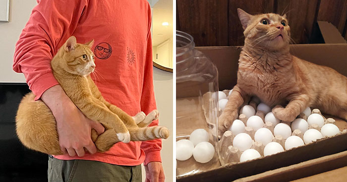 “One Orange Braincell”: 50 Times Ginger Cats Proved Just How Hilariously Unpredictable They Really Are (New Pics)