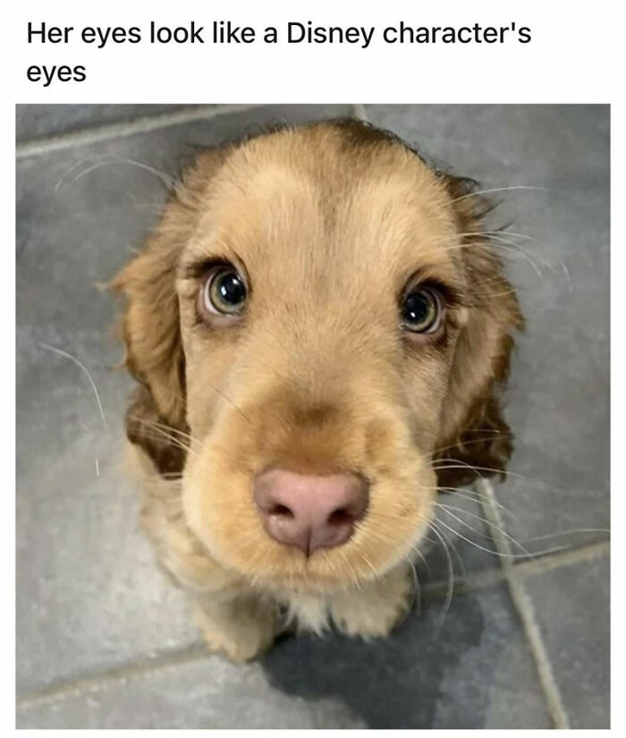 Cute puppy with big eyes resembling a Disney character staring up from a tiled floor.