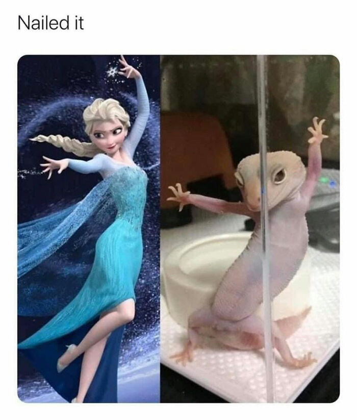 Disney memes: Elsa pose mimicked by a lizard with caption "Nailed it."