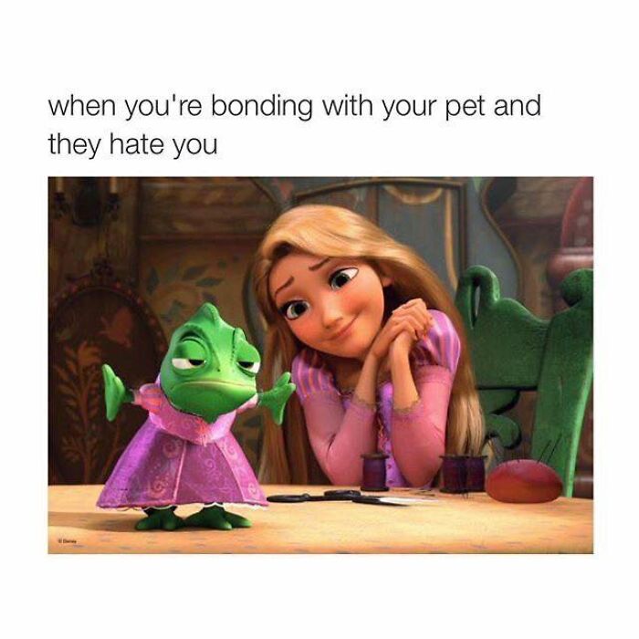 Disney meme featuring Rapunzel and Pascal, showcasing relatable pet owner moment.