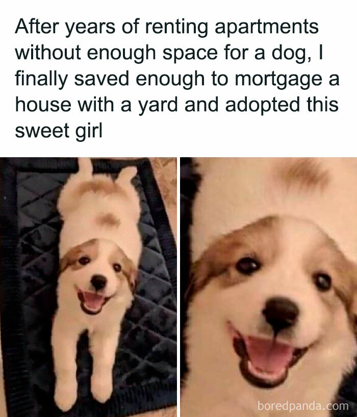 Funny-Dog-Memes-Pics