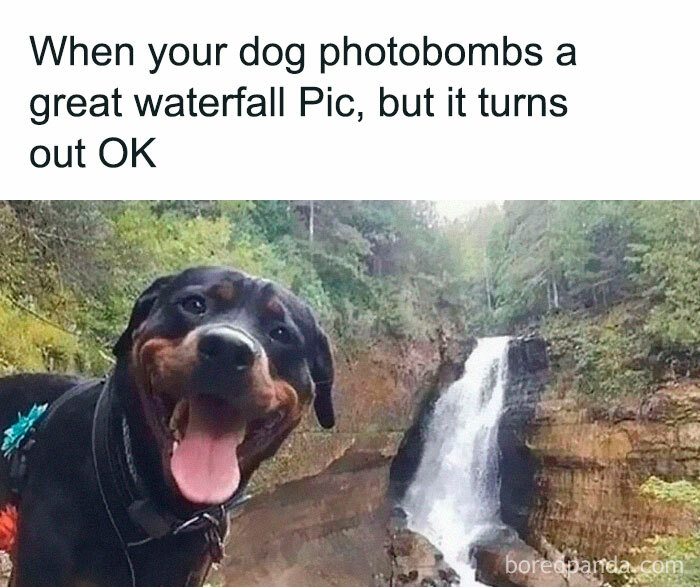 Funny-Dog-Memes-Pics