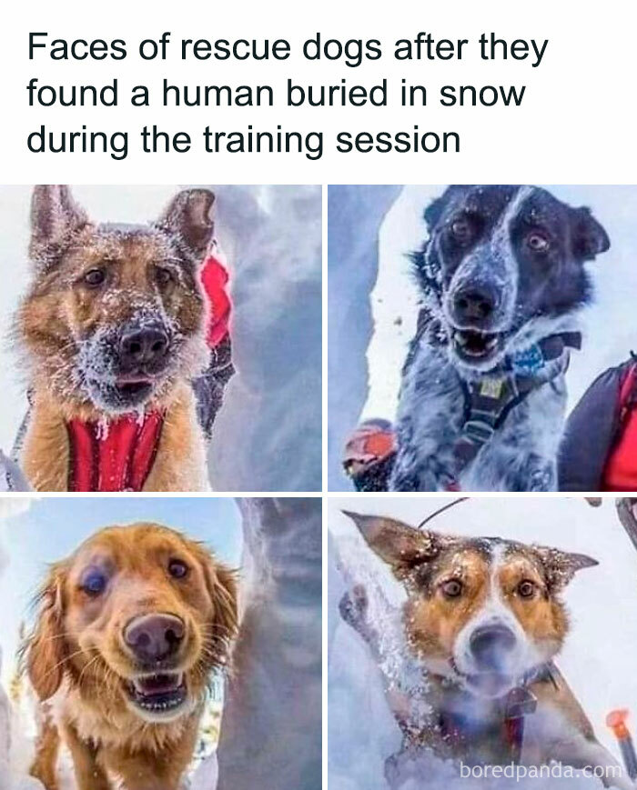 Funny-Dog-Memes-Pics