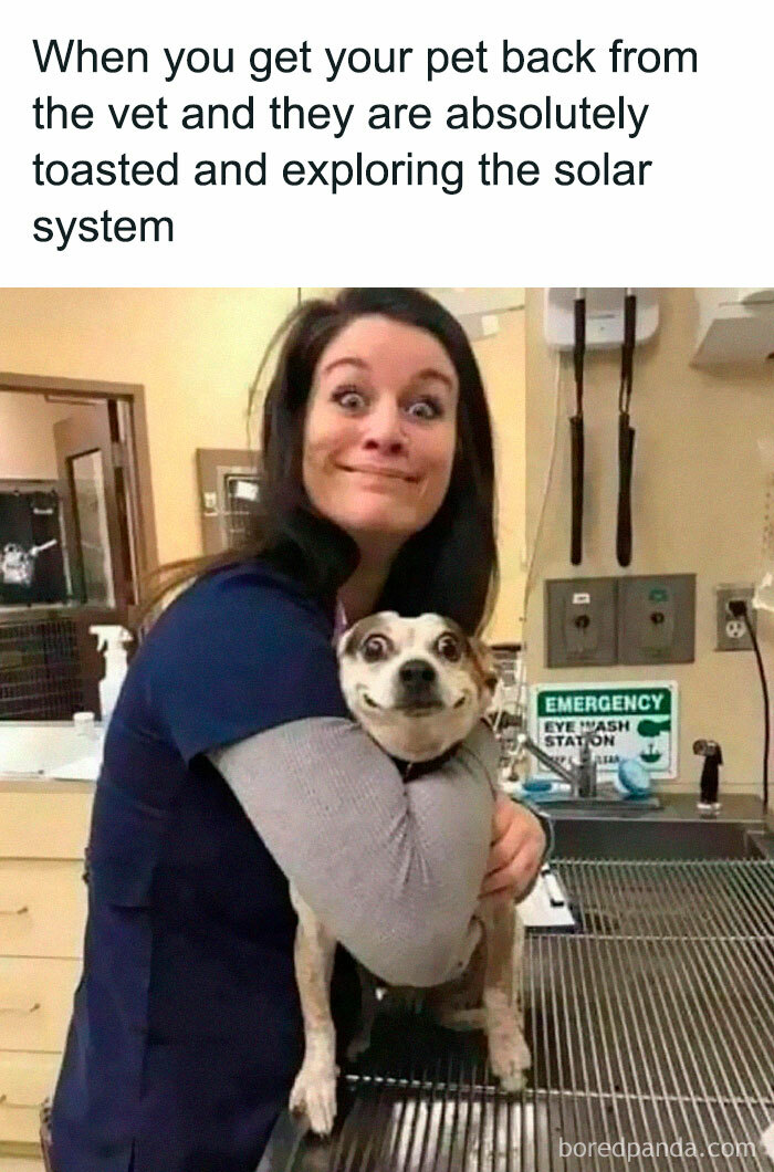 Funny-Dog-Memes-Pics