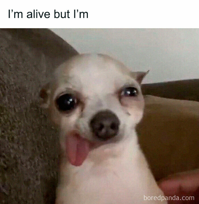 Funny-Dog-Memes-Pics