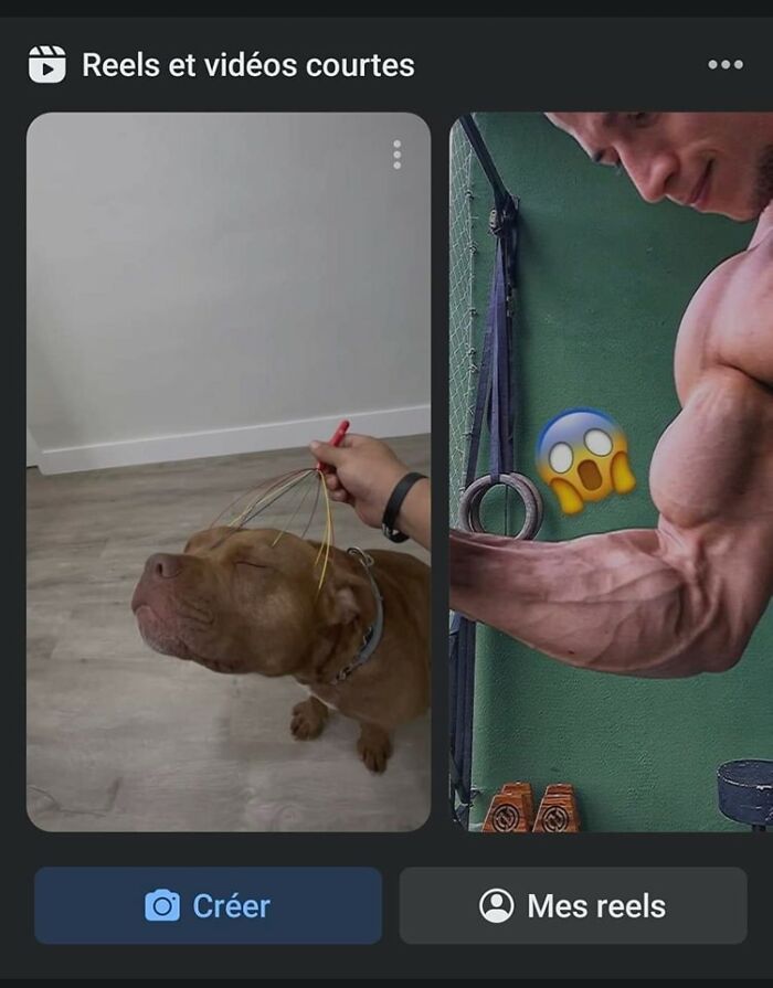 Funny-Dog-Memes-Pics