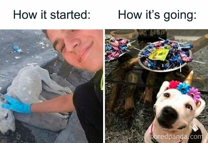 Funny-Dog-Memes-Pics