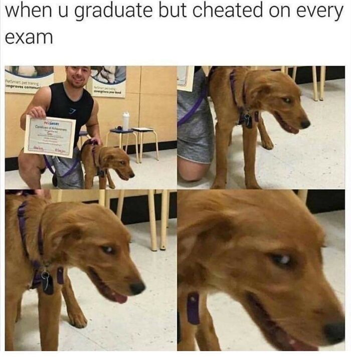 Funny-Dog-Memes-Pics