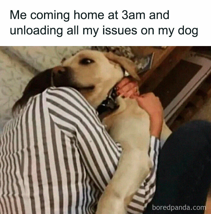 Funny-Dog-Memes-Pics