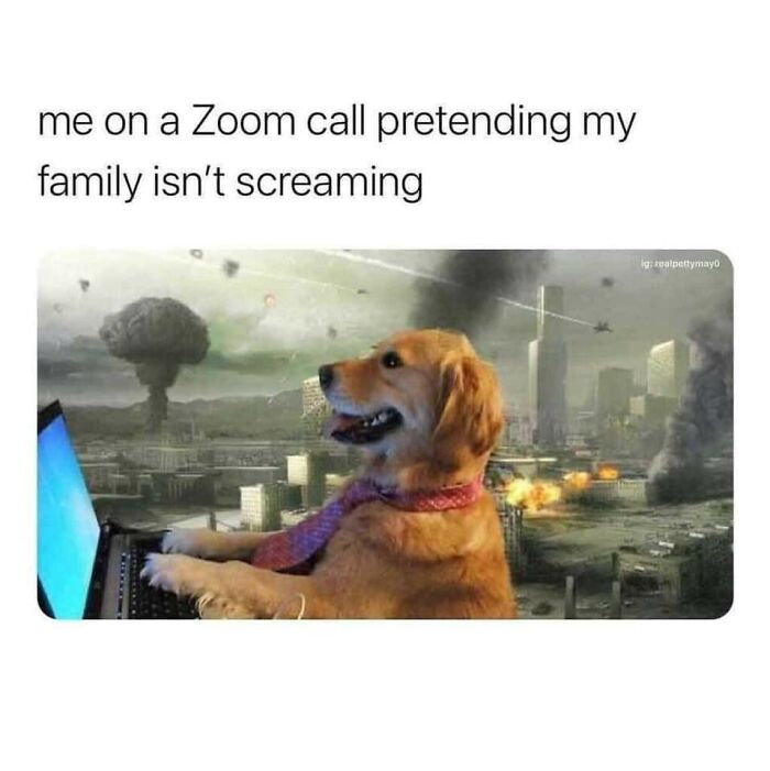 Funny-Dog-Memes-Pics