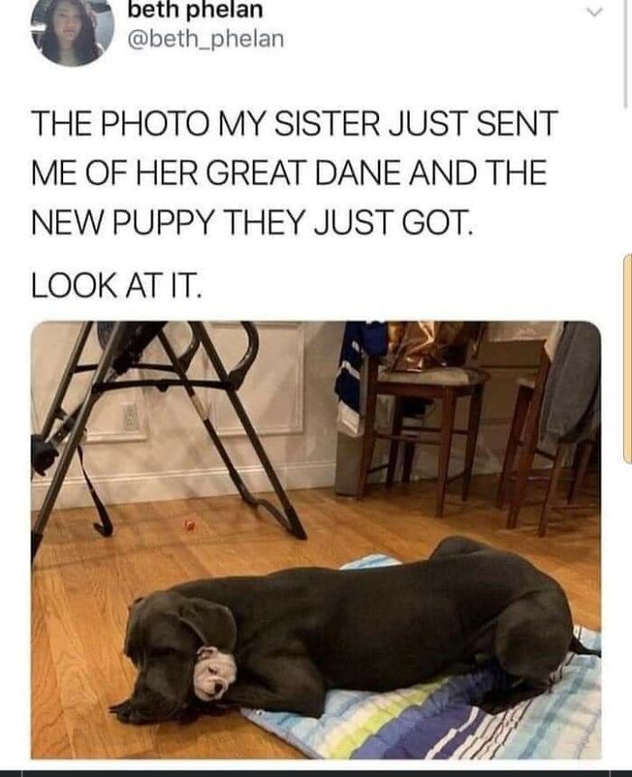 Funny-Dog-Memes-Pics