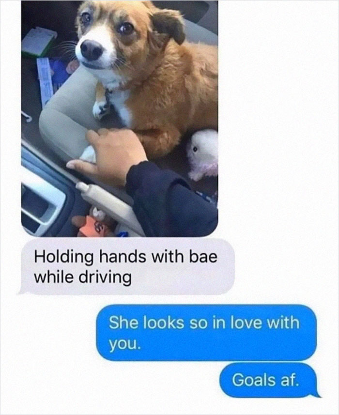 Funny-Dog-Memes-Pics