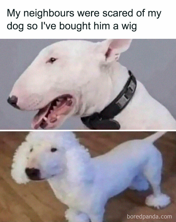 Funny-Dog-Memes-Pics