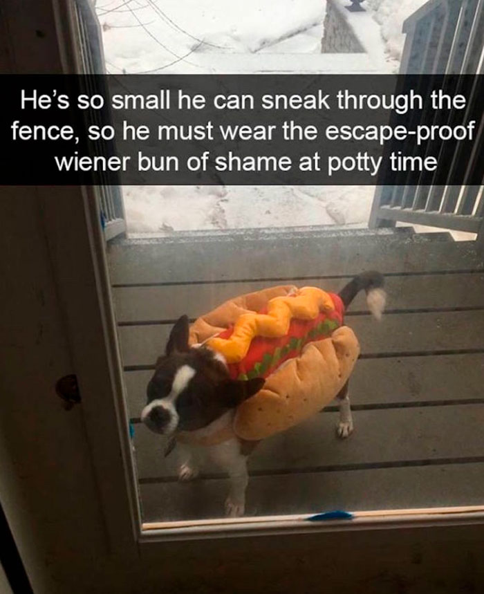 Funny-Dog-Memes-Pics