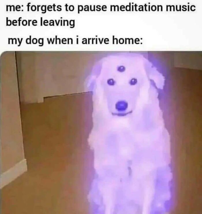 Funny-Dog-Memes-Pics