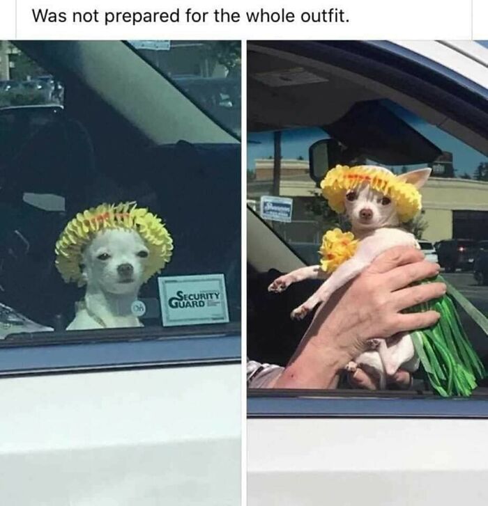 Funny-Dog-Memes-Pics